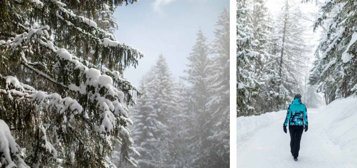 Forêt à La Plagne