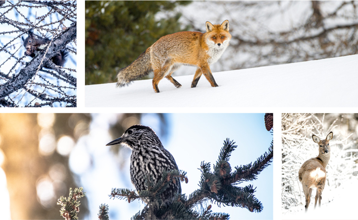 Faune La Plagne