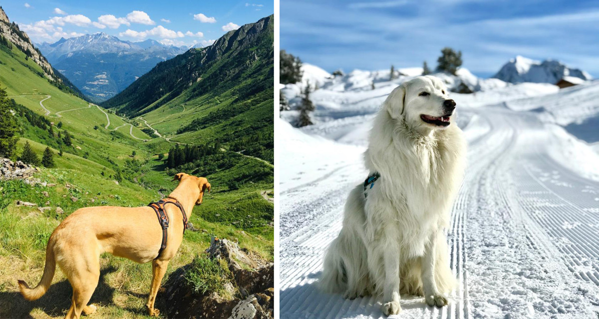 Balade en hiver et en été avec son chien à La Plagne
