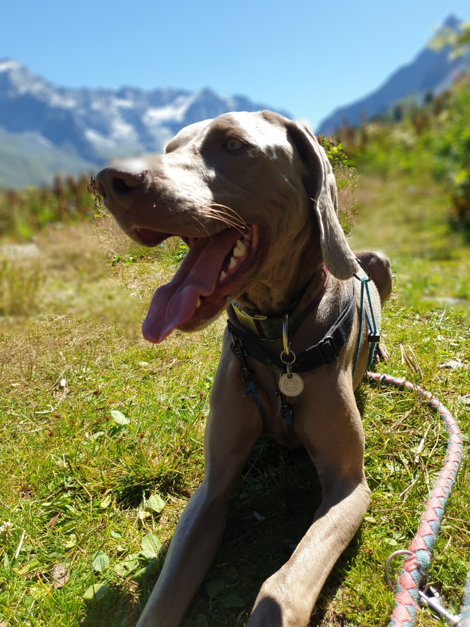 La Plagne avec son chien