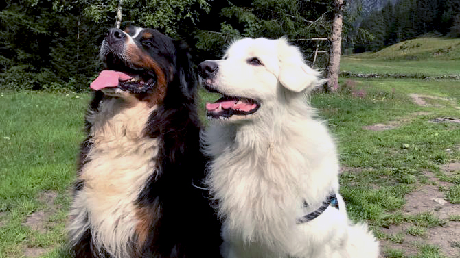 Duo Chiens à La Plagne