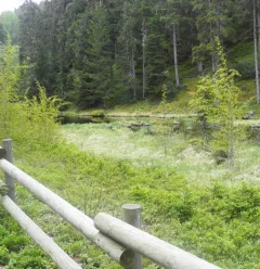 Tourbière du Lac Noir