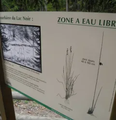 Tourbière du Lac Noir