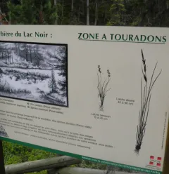 Tourbière du Lac Noir