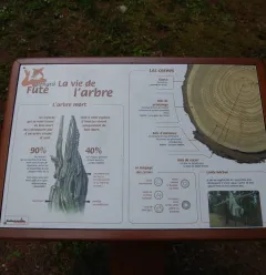 Le chemin du renard futé