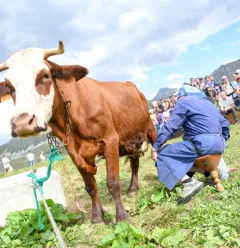 Traite d'une vache