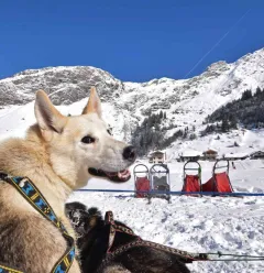 Baptême - balade en traîneau à chiens