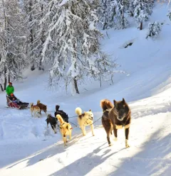 Chien de traineau
