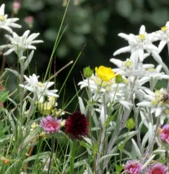 Edelweiss