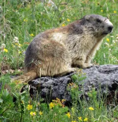 Marmotte