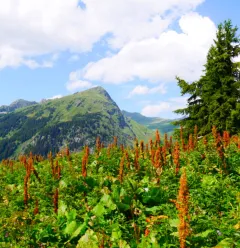 Le refuge du Plan des Gouilles par les Enclos du Seil