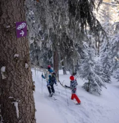 Itinéraire Le Bois des Fornettes