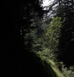 Itinéraire Bois des Fornettes