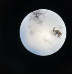 Balade observation de la faune sauvage