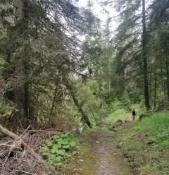 Chemin en forêt direction La Roche