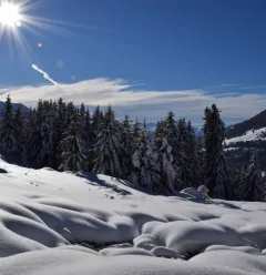 Paysage enneigé