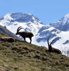 Randonnées accompagnées avec la Maison de la randonnée en Vanoise_Champagny-en-Vanoise