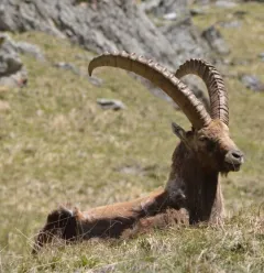 Sortie d'observation de la faune sauvage de la Plagne