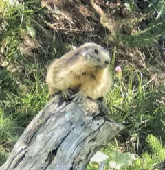 Sortie Marmottes à Champagny en Vanoise