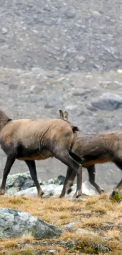 Faune de vanoise
