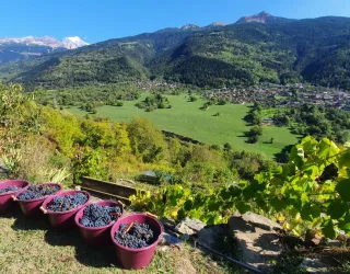 Vignes de La Côte d'Aime