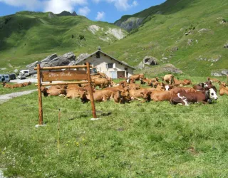 Alpage de Plan Pichu - Vallée de la Plagne