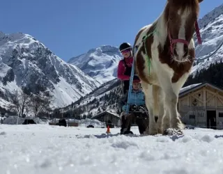 Poney luge