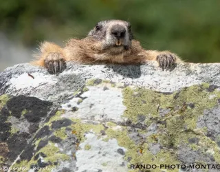 OT MARMOTTE_DSC6081