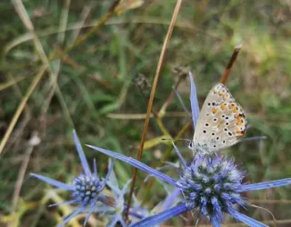 Flore & Insectes