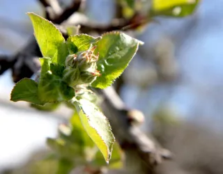 Floraison des pommiers