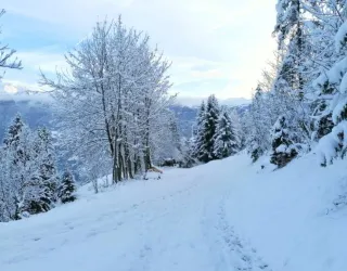 Balade à raquettes/piétons - Montée dans les alpages_Aime-la-Plagne