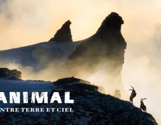Projection LAPIED : "ANIMAL - Entre Terre et Ciel" | Cinéma de montagne_Champagny-en-Vanoise