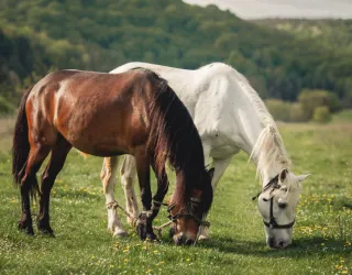 Les balades à cheval de Granier_Aime-la-Plagne