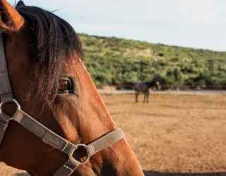 Les balades à cheval de Granier_Aime-la-Plagne
