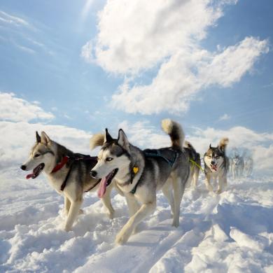 Chiens de traineaux dans la neige