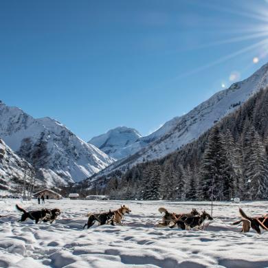 Champagny chiens de traineaux 