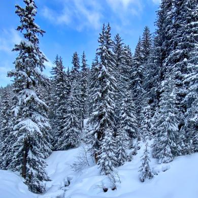 Sapin enneigés à La Plagne