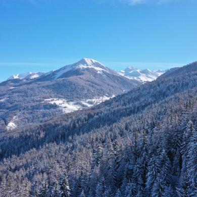 Sapins enneigés à La Plagne