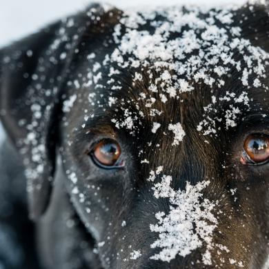 Chien dans la neige