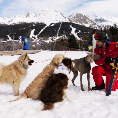 Ecole de ski canine La Plagne