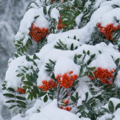 Première neige à La Plagne