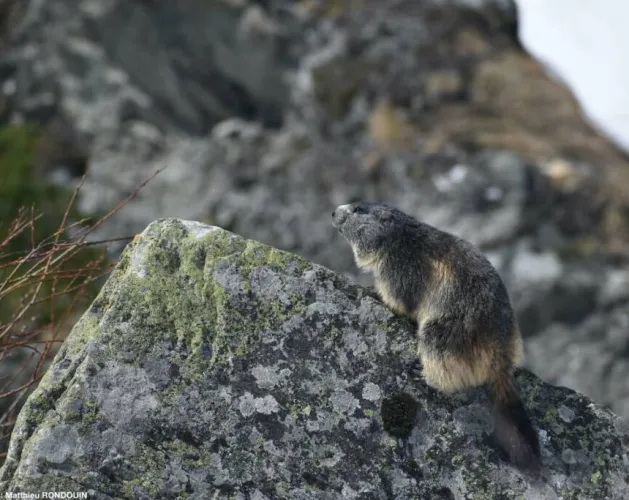 Matthieu RONDOUIN - Accompagnateur en montagne