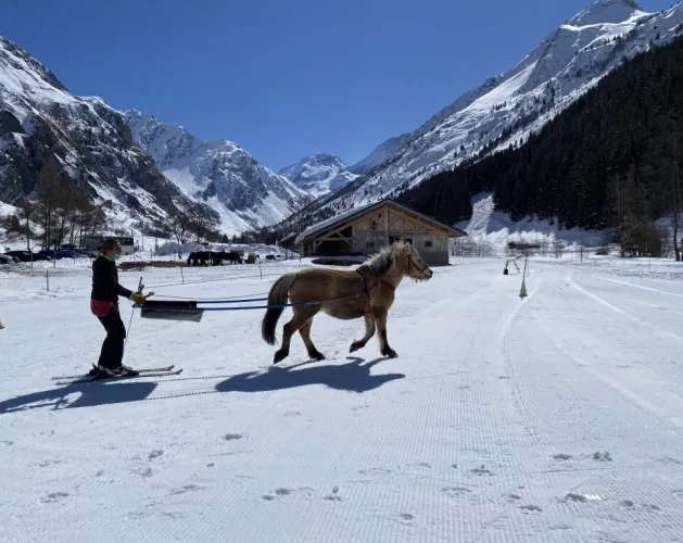 Ski joëring