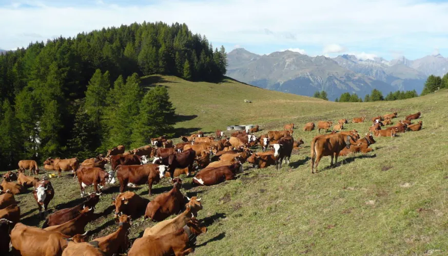 Vaches tarines