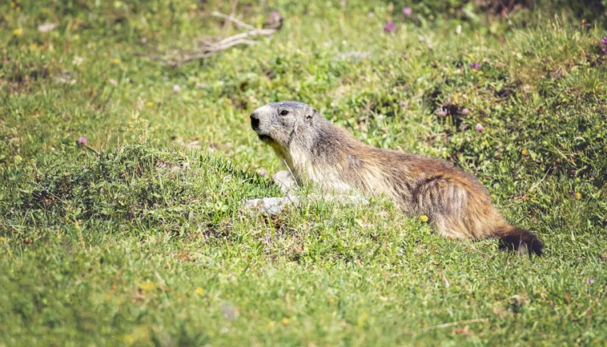 Marmotte