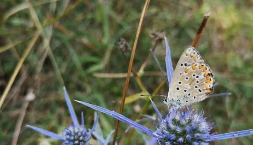 Flore & Insectes