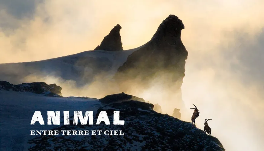 Projection LAPIED : "ANIMAL - Entre Terre et Ciel" | Cinéma de montagne_Plagne-Montalbert