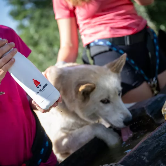 Cani_Rando-JNJ_Photo