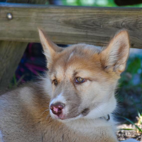 La cani rando à découvrir sans plus attendre !