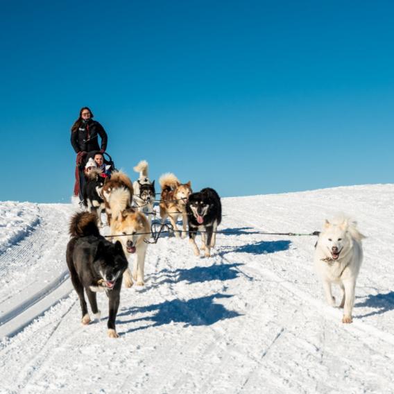 Chiens de traineaux : Balade et conduite d'attelage